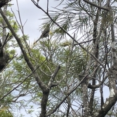 Anthochaera chrysoptera at Jaspers Brush, NSW - 18 Jan 2023