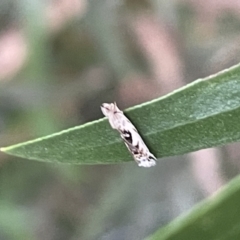 Erechthias mystacinella at Jaspers Brush, NSW - 18 Jan 2023 05:13 PM