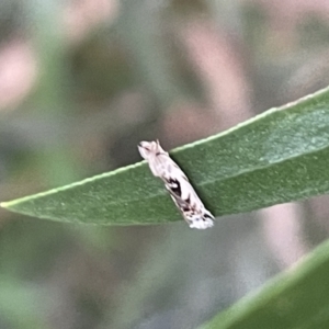 Erechthias mystacinella at Jaspers Brush, NSW - 18 Jan 2023 05:13 PM