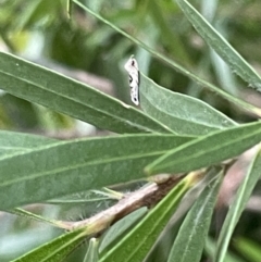 Erechthias mystacinella at Jaspers Brush, NSW - 18 Jan 2023 05:13 PM