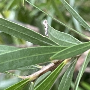 Erechthias mystacinella at Jaspers Brush, NSW - 18 Jan 2023 05:13 PM