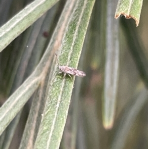 Hemiptera (order) at Jaspers Brush, NSW - 18 Jan 2023 05:16 PM