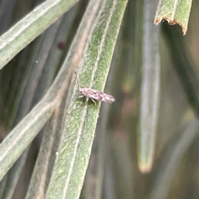 Hemiptera (order) (Unidentified True Bug) at Jaspers Brush, NSW - 18 Jan 2023 by Hejor1