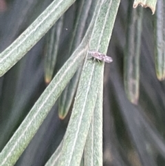 Hemiptera (order) at Jaspers Brush, NSW - 18 Jan 2023 05:16 PM