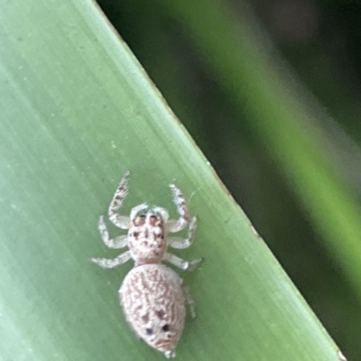 Opisthoncus sp. (genus) (Opisthoncus jumping spider) at Jaspers Brush, NSW - 18 Jan 2023 by Hejor1