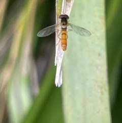 Unidentified Hover fly (Syrphidae) at Berry, NSW - 18 Jan 2023 by Hejor1