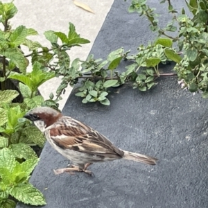 Passer domesticus at Vincentia, NSW - 19 Jan 2023