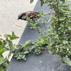 Passer domesticus at Vincentia, NSW - 19 Jan 2023