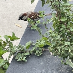 Passer domesticus at Vincentia, NSW - 19 Jan 2023 05:20 PM