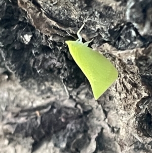 Siphanta acuta at Kiama, NSW - 18 Jan 2023 07:02 PM