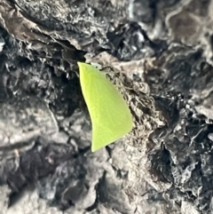 Siphanta acuta at Kiama, NSW - 18 Jan 2023 07:02 PM