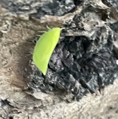 Siphanta acuta at Kiama, NSW - 18 Jan 2023 07:02 PM