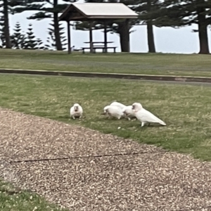 Cacatua tenuirostris at Kiama, NSW - 18 Jan 2023 06:06 PM