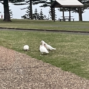 Cacatua tenuirostris at Kiama, NSW - 18 Jan 2023