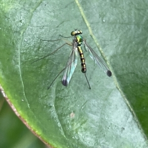 Amblypsilopus zonatus at Vincentia, NSW - 20 Jan 2023 08:04 AM