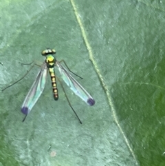 Amblypsilopus zonatus at Vincentia, NSW - 20 Jan 2023 08:04 AM