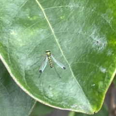 Amblypsilopus zonatus at Vincentia, NSW - 20 Jan 2023 08:04 AM