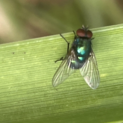 Calliphoridae (family) (Unidentified blowfly) at Hyams Beach, NSW - 20 Jan 2023 by Hejor1