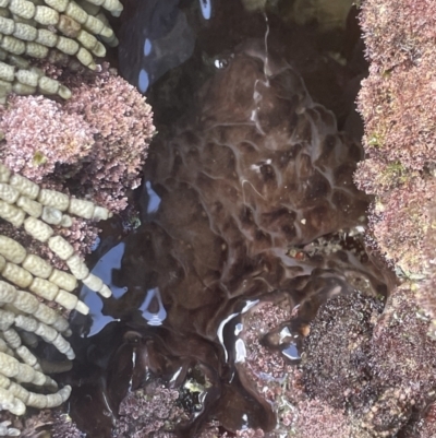 Unidentified at Jervis Bay Marine Park - 20 Jan 2023 by Hejor1