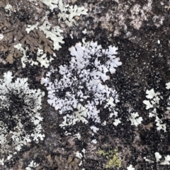 Unidentified Lichen at Nowra, NSW - 20 Jan 2023 by Hejor1