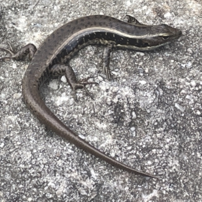 Eulamprus quoyii (Eastern Water Skink) at Hyams Beach Bushcare - 20 Jan 2023 by Hejor1