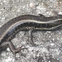 Eulamprus quoyii at Hyams Beach, NSW - 20 Jan 2023 04:43 PM