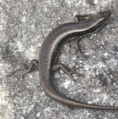 Eulamprus quoyii at Hyams Beach, NSW - 20 Jan 2023 04:43 PM