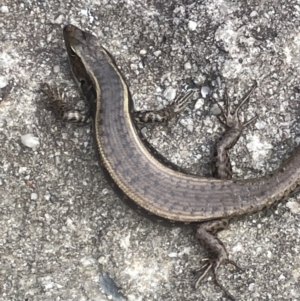 Eulamprus quoyii at Hyams Beach, NSW - 20 Jan 2023 04:43 PM