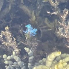 Unidentified Marine Alga & Seaweed at Hyams Beach, NSW - 20 Jan 2023 by Hejor1