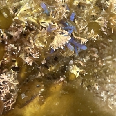 Champia compressa at Jervis Bay Marine Park - 20 Jan 2023 by Hejor1