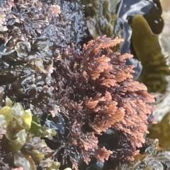 Corallinaceae at Jervis Bay Marine Park - 20 Jan 2023 by Hejor1