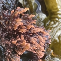 Unverified at suppressed - suppressed