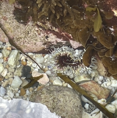 Oulactis muscosa (Sand Anemone) at Hyams Beach, NSW - 20 Jan 2023 by Hejor1