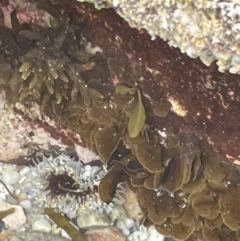 Oulactis muscosa at Hyams Beach, NSW - 20 Jan 2023