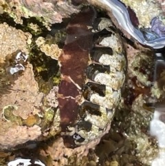 Chiton sp. at Jervis Bay Marine Park - 20 Jan 2023 by Hejor1