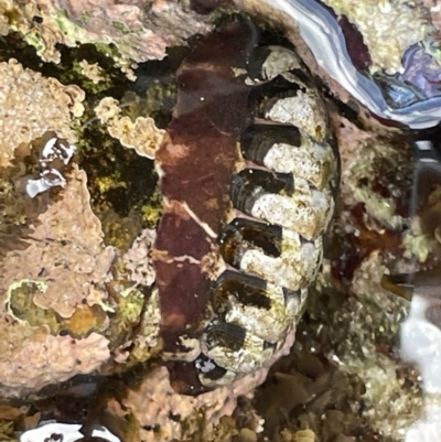 Chiton sp. at Hyams Beach, NSW - 20 Jan 2023 by Hejor1