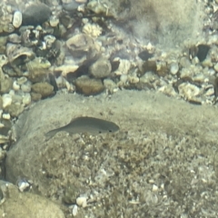 Unidentified Marine Fish Uncategorised at Hyams Beach, NSW - 20 Jan 2023 by Hejor1