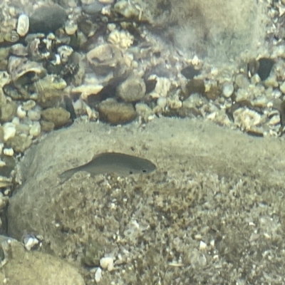 Scorpis lineolata at Jervis Bay Marine Park - 20 Jan 2023 by Hejor1