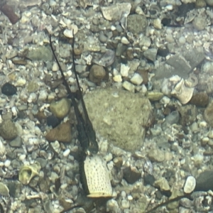 Sagmariasus verreauxi at Hyams Beach, NSW - 20 Jan 2023