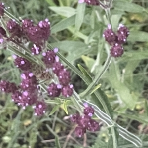 Verbena incompta at Batemans Bay, NSW - 20 Jan 2023