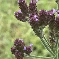 Verbena incompta at Batemans Bay, NSW - 20 Jan 2023