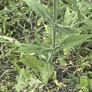 Verbena incompta at Batemans Bay, NSW - 20 Jan 2023