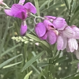 Polygala virgata at Batemans Bay, NSW - 20 Jan 2023