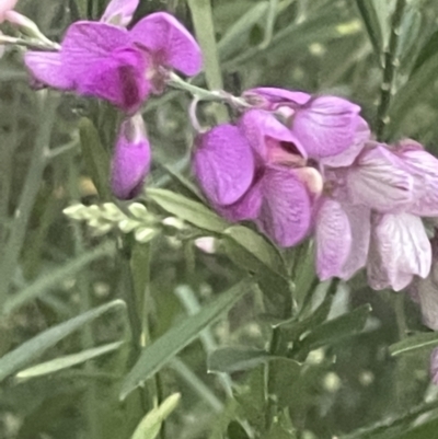 Polygala virgata (Broom Milkwort) at Batemans Bay, NSW - 20 Jan 2023 by Hejor1