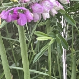 Polygala virgata at Batemans Bay, NSW - 20 Jan 2023