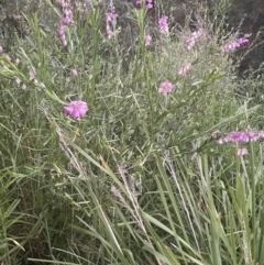 Polygala virgata at Batemans Bay, NSW - 20 Jan 2023 08:21 PM