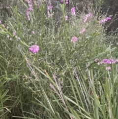 Polygala virgata at Batemans Bay, NSW - 20 Jan 2023