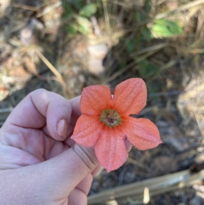 Brachychiton megaphyllus (Red-flowered Kurrajong) at Litchfield National Park - 10 Jun 2022 by Hejor1