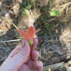 Brachychiton megaphyllus at Litchfield Park, NT - 10 Jun 2022 04:20 PM