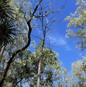 Brachychiton megaphyllus at Litchfield Park, NT - 10 Jun 2022 04:20 PM